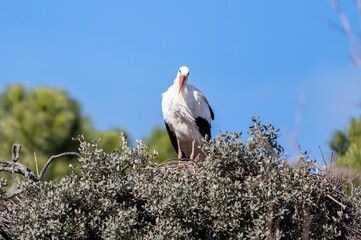 White stork (Ciconia ciconia) standing on its nest on a day with a very blue sky looking at the camera