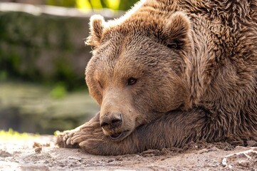Close-up portrait of the face of a brown bear with nice brown fur