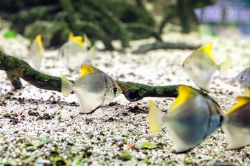 Silver moonyfish, or silver moony (Monodactylus argenteus ) swimming in an aquarium between...