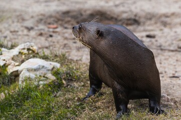 Amazon giant otter walking on land after coming out of the water