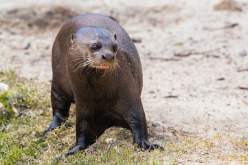 Obraz premium Amazon giant otter walking on land after coming out of the water