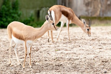 Dorcas Gazelle (Gazella Dorcas Neglecta) standing and another one searching for food on the ground