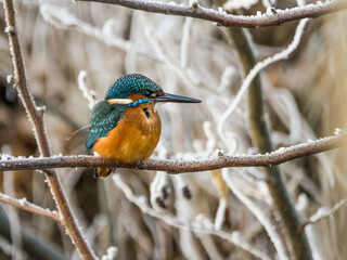 Eisvogel / Kingfisher