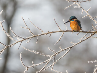 Eisvogel / Kingfisher