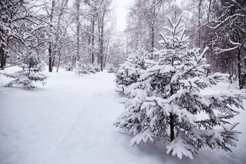 Winter landscape, natural background. Spruce and other trees in the snow, There are snowdrifts around.