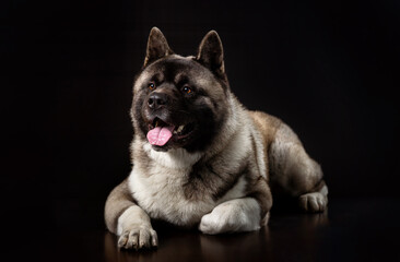 American akita young dog on a dark background