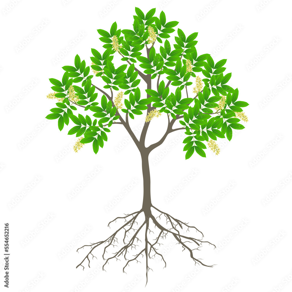 Canvas Prints blooming ackee tree with roots on a white background.