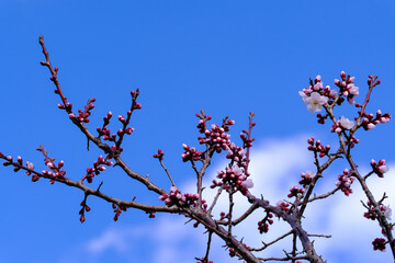 梅の花