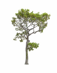 The tree on a isolated white background,clipping paths