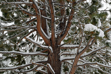 Snow covered Pine tree in winter near the devil's gate pass, California, USA