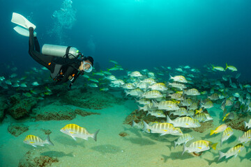 school of greybar grunt with scuba diver