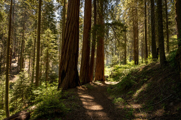 Obraz premium Magical Light Over a Sequoia Forest in Summer