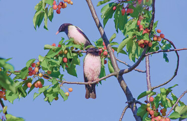 Rosy Starling feeding on delicious cherries