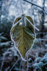 Frozen leaves hanging on a tree in mid-winter December in Germany