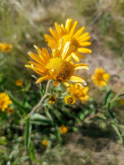 yellow flowers in the garden