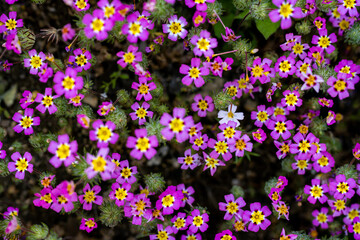 Pink Clover with Yellow Centers Cover Image