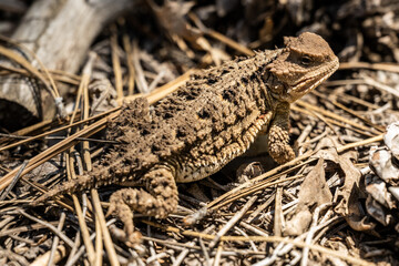 Profile Of Horned Lizard Looking Back At Camera