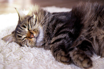 The domestic cat sleeps on the floor in the living room on a white fluffy carpet. Gray cat at home