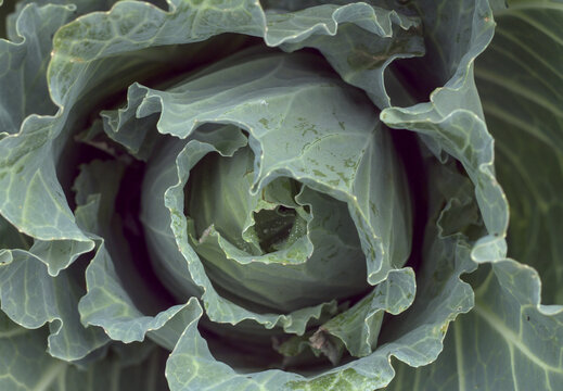 Cabbage from the vegetable garden (couve penca da horta)