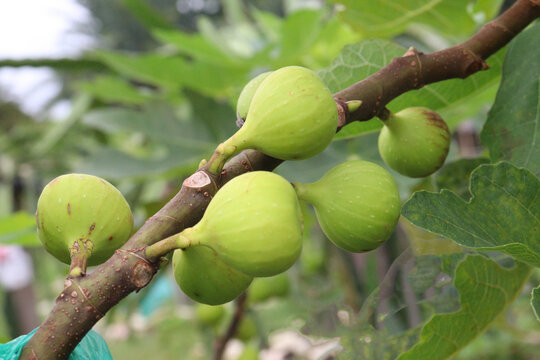 fig or teen fruit on tree in farm