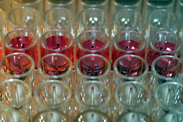 96 well plate with culture medium containing phenol red pH indicator