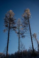 frozen trees in winter with blue sky