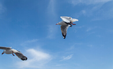 Birds flying in the sky and traveling