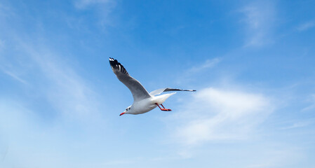 Birds flying in the sky and traveling