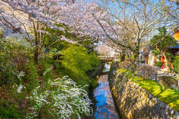 Fototapeta na wymiar Kyoto, Japan Walking Trail in Spring