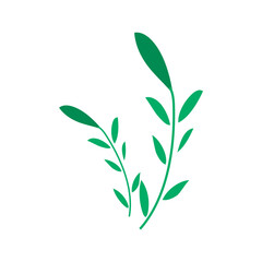 green leaves isolated on white