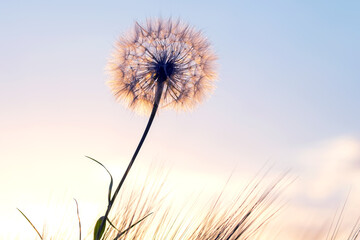 Naklejka na ściany i meble Dandelion among the grass against the sunset sky. Nature and botany of flowers