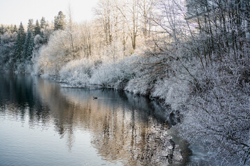lake with frozen trees around in Germany Winter