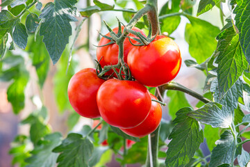 close up of tomato cluster - obrazy, fototapety, plakaty