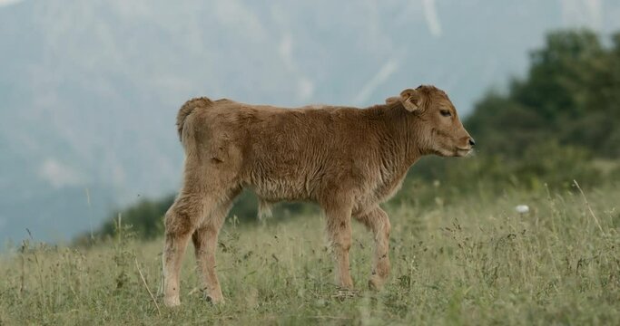 Cute light brown calf walks through green field in cloudy weather. Small young cow is grazing in pasture meadow. Wonderful calf stops in middle of field and looks into the camera. Pasture for cattle.