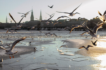 Fototapete bei efototapeten.de bestellen   