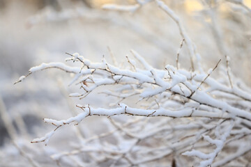 winter background branches snow park nature