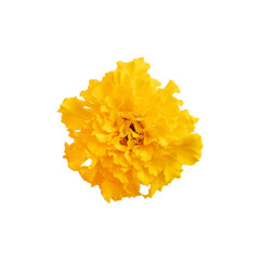 beautiful yellow marigold flower isolated on white background with clipping path