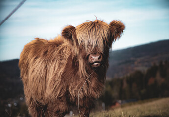 Krowa typu szkockiego na wypasie, portret - obrazy, fototapety, plakaty