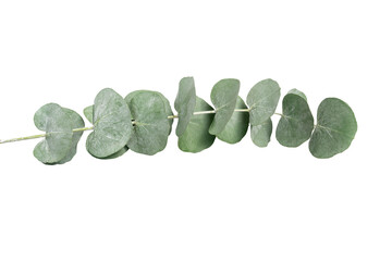 Wreath frame made of branches eucalyptus and leaves isolated on white background. © Mihai