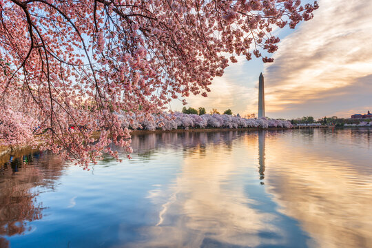 Venice, Italy at Washington DC, USA During Spring