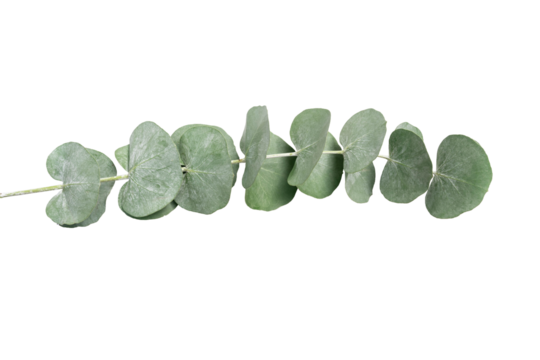 Wreath frame made of branches eucalyptus and leaves isolated on white background.