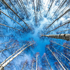 birch through