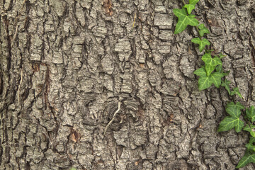 Pine tree bark texture with hera plant