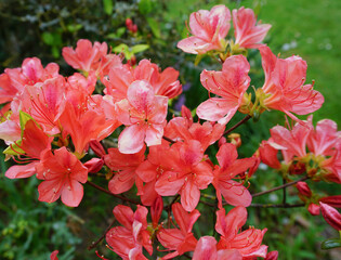 beautiful shrub flowering in the spring. peach color azalea flowers in bloom. pretty small garden flowers 