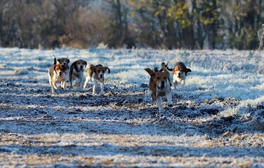 Chasser, peu importe le temps...