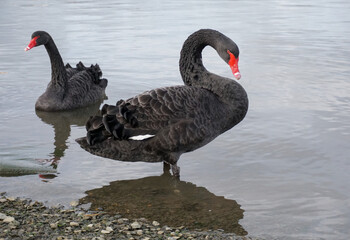 Fototapeta premium A pair of black swans in shallow water. beautiful water bird with red beak. 