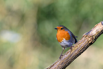 Robin, Erithacus rubecula, perched on a frosty branch, looking left