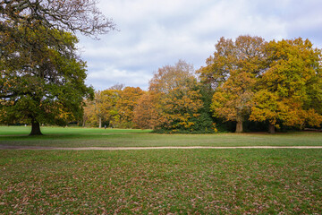 parkland landscape during autumn day. trees in fall colors at public park. open green space 