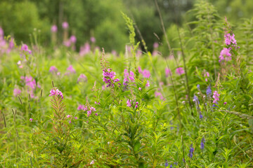Obraz premium Narrow-leaved cypress or Ivan-tea Lat. Chamerion angustifolium in the natural environment of growth. Western Siberia