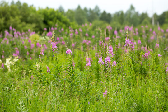 Narrow-leaved cypress or Ivan-tea Lat. Chamerion angustifolium in the natural environment of growth. Western Siberia
